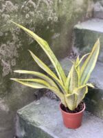 Zdjęcie rośliny Sansevieria aubrytiana Lauren, ujęcie 3