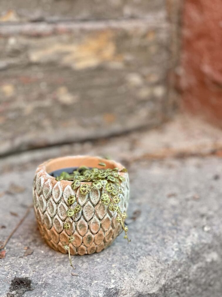 Zdjęcie doniczki lub oslonki: Osłonka Salmon 6x7 cm, ujęcie 2