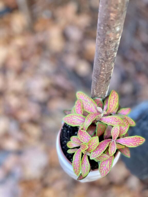 Zdjęcie rośliny Fittonia albivenis Skeleton, ujęcie 1