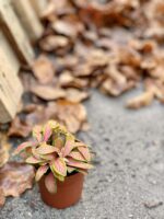 Zdjęcie rośliny Fittonia albivenis Skeleton, ujęcie 2