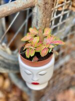 Zdjęcie rośliny Fittonia albivenis Skeleton, ujęcie 3