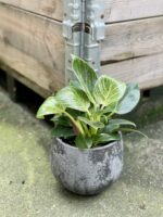 Zdjęcie rośliny Philodendron Birkin, ujęcie 1
