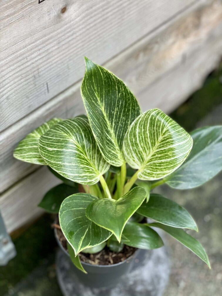 Zdjęcie rośliny Philodendron Birkin, ujęcie 2