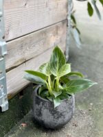 Zdjęcie rośliny Philodendron Birkin, ujęcie 3
