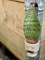 Zdjęcie rośliny Sansevieria Masoniana, ujęcie 1