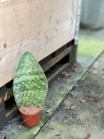 Zdjęcie rośliny Sansevieria Masoniana, ujęcie 2