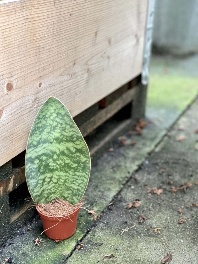 Zdjęcie rośliny Sansevieria Masoniana, ujęcie 2