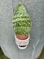 Zdjęcie rośliny Sansevieria Masoniana, ujęcie 3