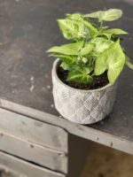 Zdjęcie doniczki lub oslonki: Osłonka Kłos 12x12 cm, ujęcie 2
