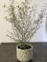 Zdjęcie rośliny Corokia Maori Silver, ujęcie 1