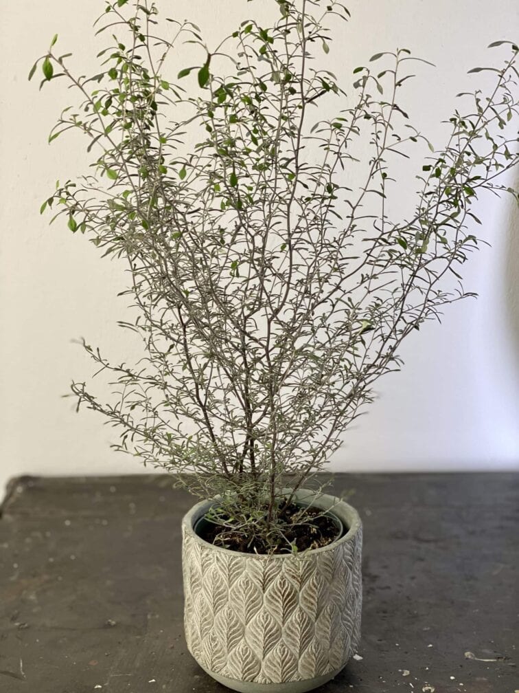 Zdjęcie rośliny Corokia Maori Silver, ujęcie 1