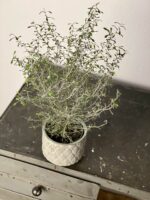 Zdjęcie rośliny Corokia Maori Silver, ujęcie 2