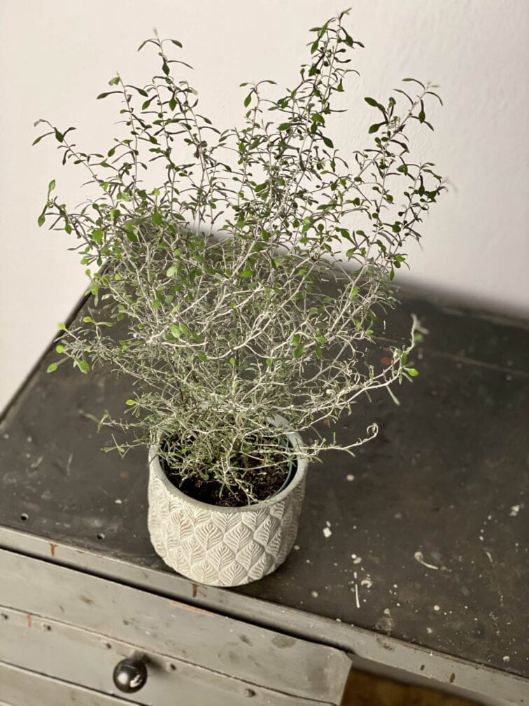 Zdjęcie rośliny Corokia Maori Silver, ujęcie 2