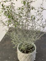 Zdjęcie rośliny Corokia Maori Silver, ujęcie 3