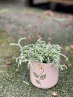 Zdjęcie rośliny Rhipsalis Pilocarpa, ujęcie 1