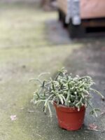 Zdjęcie rośliny Rhipsalis Pilocarpa, ujęcie 2