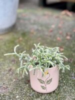 Zdjęcie rośliny Rhipsalis Pilocarpa, ujęcie 3