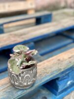 Zdjęcie rośliny Saxifraga stolonifera, ujęcie 3