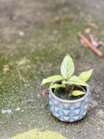 Zdjęcie rośliny Calathea Vittata, ujęcie 1