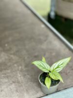 Zdjęcie rośliny Calathea Vittata, ujęcie 2