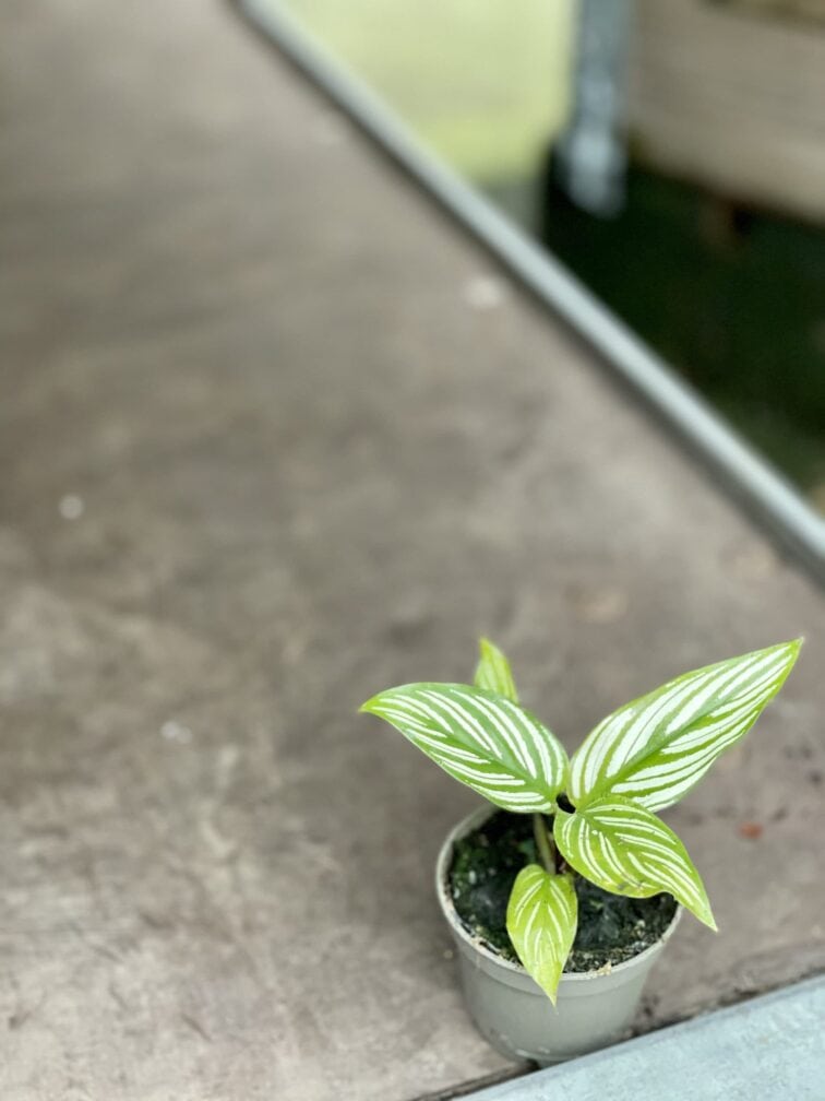 Zdjęcie rośliny Calathea Vittata, ujęcie 2