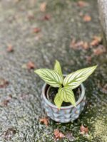 Zdjęcie rośliny Calathea Vittata, ujęcie 3