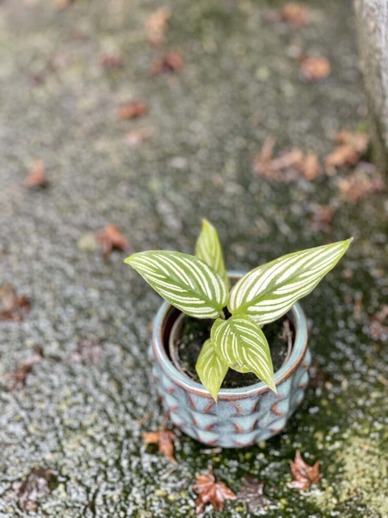 Zdjęcie rośliny Calathea Vittata, ujęcie 3