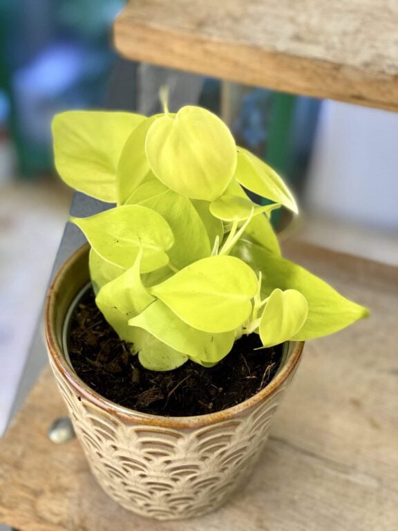 Zdjęcie rośliny Philodendron Scandens Lemon Lime, ujęcie 1