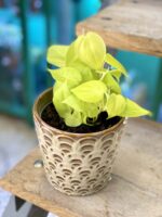 Zdjęcie rośliny Philodendron Scandens Lemon Lime, ujęcie 2