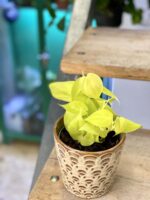 Zdjęcie rośliny Philodendron Scandens Lemon Lime, ujęcie 3