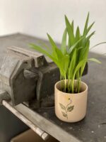 Zdjęcie rośliny Areca, ujęcie 1