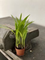 Zdjęcie rośliny Areca, ujęcie 2