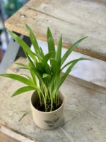 Zdjęcie rośliny Areca, ujęcie 3