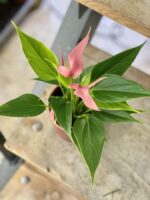 Zdjęcie rośliny Anthurium Lilian, ujęcie 1