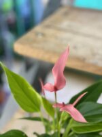 Zdjęcie rośliny Anthurium Lilian, ujęcie 2