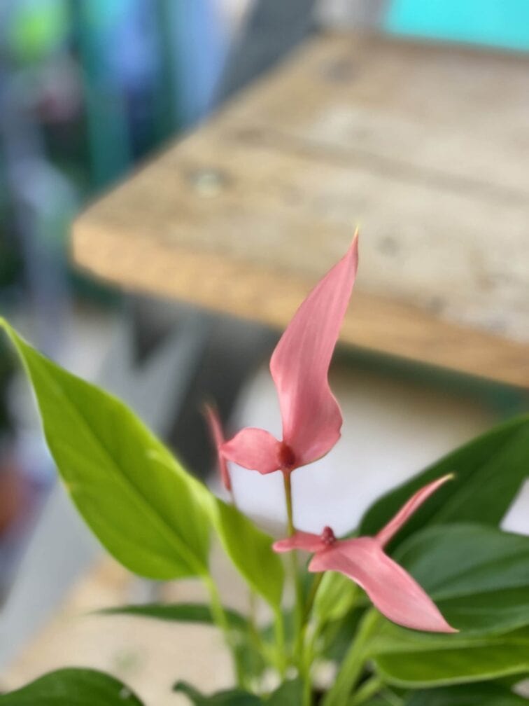 Zdjęcie rośliny Anthurium Lilian, ujęcie 2