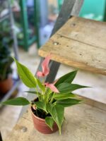 Zdjęcie rośliny Anthurium Lilian, ujęcie 3