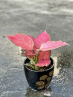 Zdjęcie rośliny Aglaonema Red Master, ujęcie 1
