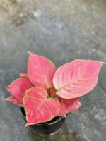Zdjęcie rośliny Aglaonema Red Master, ujęcie 2