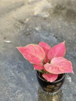 Zdjęcie rośliny Aglaonema Red Master, ujęcie 3