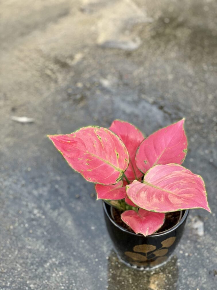 Zdjęcie rośliny Aglaonema Red Master, ujęcie 3