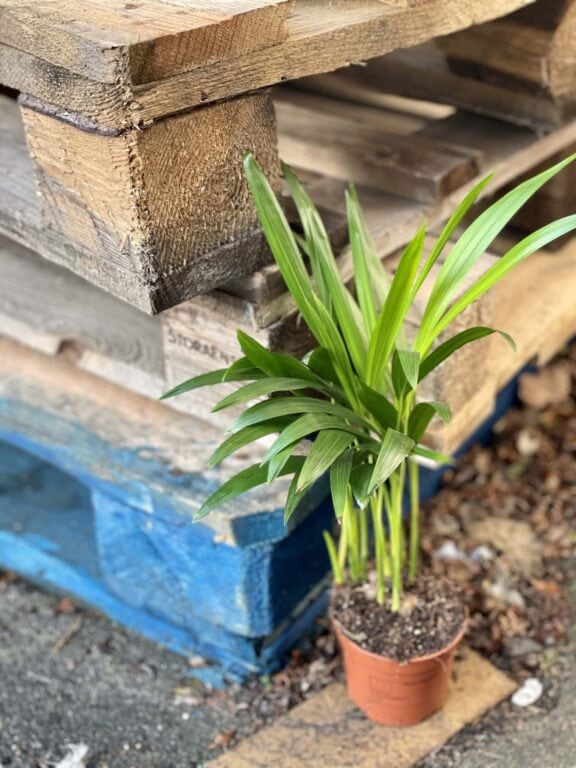 Zdjęcie rośliny Areca, ujęcie 1