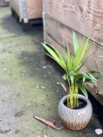 Zdjęcie rośliny Areca, ujęcie 2
