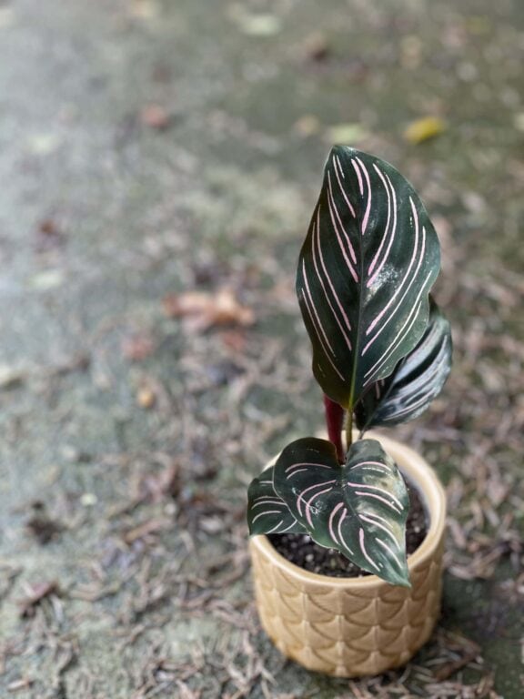 Zdjęcie rośliny Calathea Sanderiana, ujęcie 1