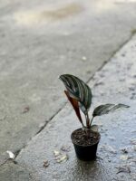 Zdjęcie rośliny Calathea Sanderiana, ujęcie 2