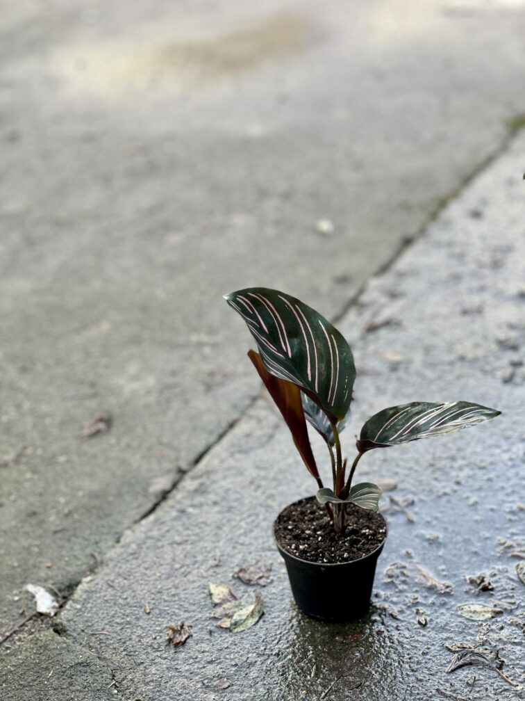 Zdjęcie rośliny Calathea Sanderiana, ujęcie 2