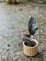Zdjęcie rośliny Calathea Sanderiana, ujęcie 3