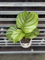 Zdjęcie rośliny Calathea Orbifolia, ujęcie 1