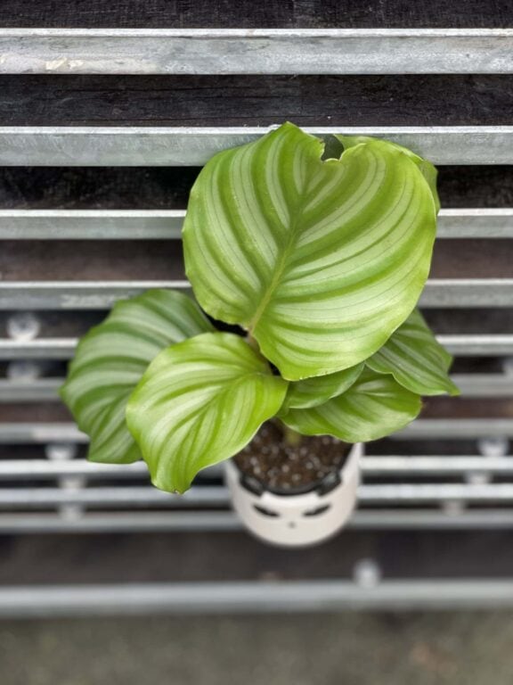 Zdjęcie rośliny Calathea Orbifolia, ujęcie 1