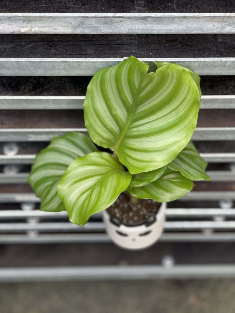 Zdjęcie rośliny Calathea Orbifolia, ujęcie 1